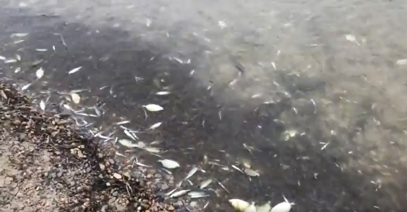 La Fiscalía investigará la causa de la muerte de miles de peces en el Mar Menor