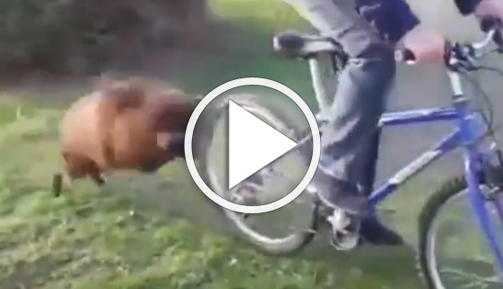 Vídeos virales. Una cabra con muy malas pulgas