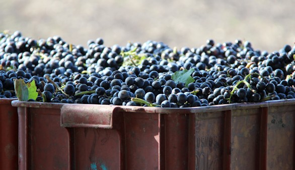 Enólogas, propietarias y sumilleres: 19 mujeres en el mundo del vino