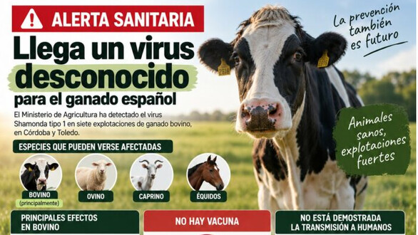 Virus shamonda: qué es, cómo se transmite y dónde ha sido detectado en España