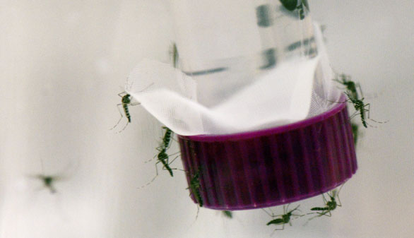 Confirmado el primer caso autóctono de zika por transmisión sexual en EEUU