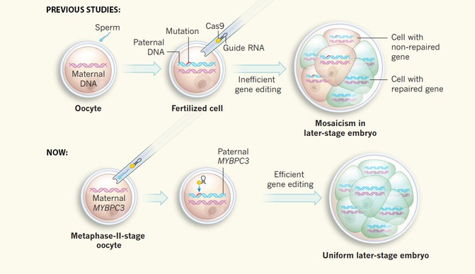 En estudios anteriores primero se fertilizaba el óvulo con el esperma y luego se añadían los componentes de edición genética, pero ahora se inyectan a la vez que el esperma, con resultados más eficientes y sin mosaicismo. / Nerges Winblad & Fredrik Lanner/Nature