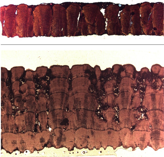 Sección de la cáscara de un huevo Megaloolithus normal (arriba) y patológico (abajo) vista al microscopio electrónico. Se observa que en el huevo patológico hay hasta cinco láminas de cáscara y sólo una en el normal. (ICP)