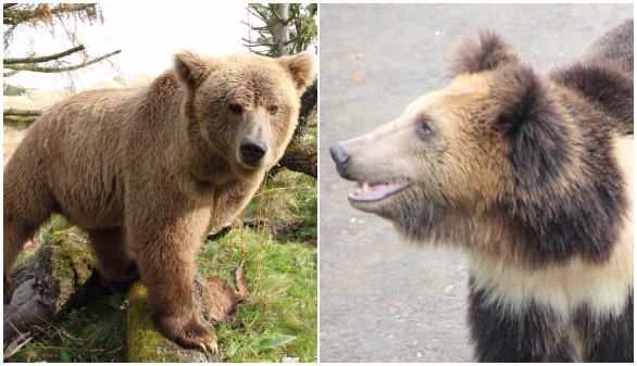 El oso pardo del Himalaya (izquierda) y el tibetano (derecha), que habitan la región noroeste del Himalaya y la meseta del sudeste del Tíbet | Wikimedia Commons