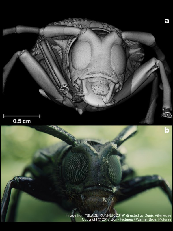 Reconstrucción volumétrica mediante micro-CT (arriba), y el resultado final del trabajo de efectos visuales realizado por la compañía BUF (abajo) | UGR