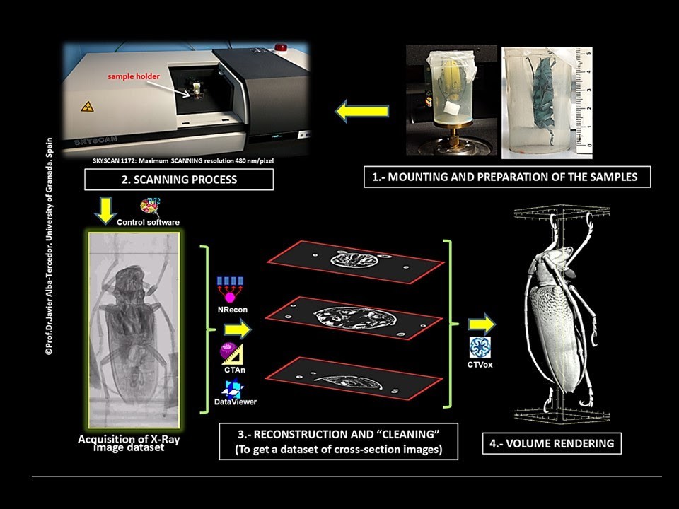 Estudio de micro-CT esquematizando el proceso seguido desde el montaje de los escarabajos, la obtención de imágenes de rayos-X, la reconstrucción para obtener series de imágenes en cortes a modo de rodajas y la obtención final de la imagen volumétrica | UGR