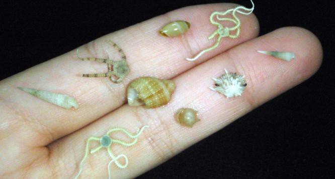 (Fuente: Cristina Castillo / Smithsonian Institution)