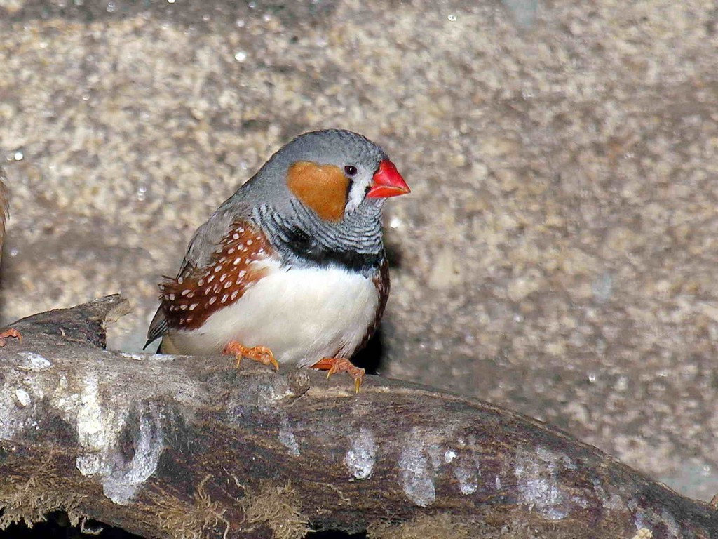 Ejemplar de diamante cebra ('Taeniopygia guttata castanotis'), el ave paseriforme objeto del estudio de la Universidad de Lund. (Foto: Luis Miguel Bugallo Sánchez)