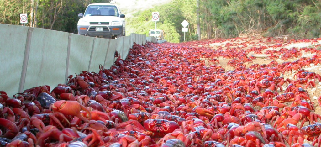 Millones de cangrejos rojos emigran hacia el mar.