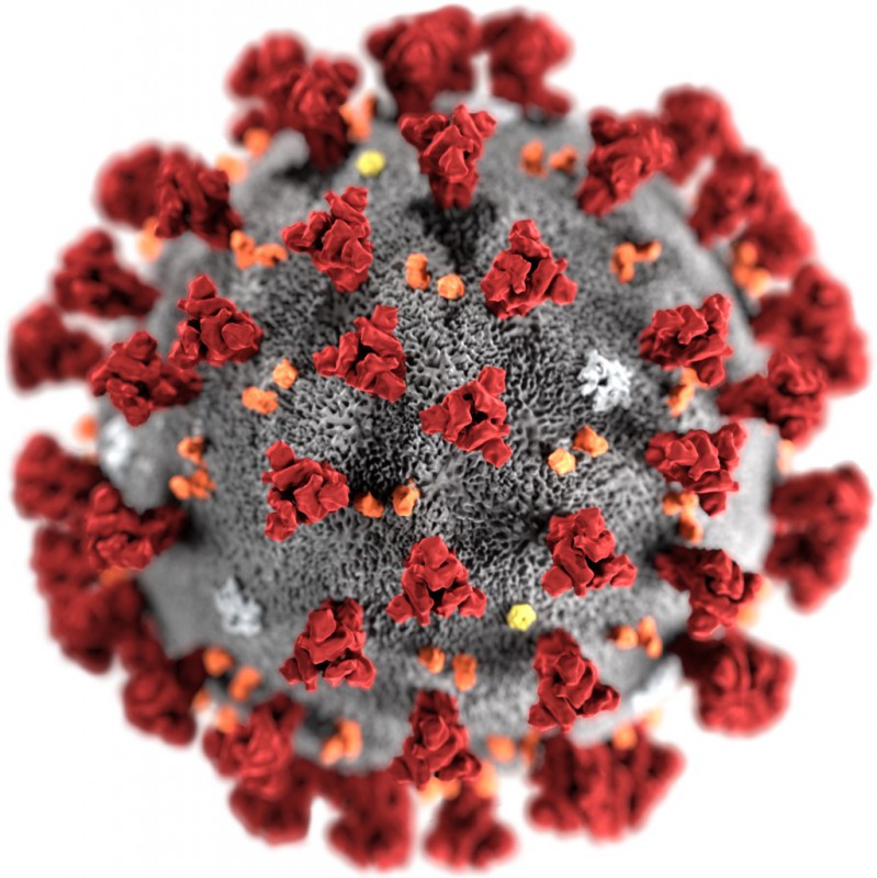 Coronavirus de Wuhan visto al microscopio | CDC