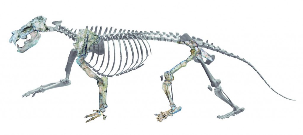 Reconstrucción 3D del esqueleto de Ammitocyon kainos. La imagen muestra los fósiles hallados y recrea los ausentes