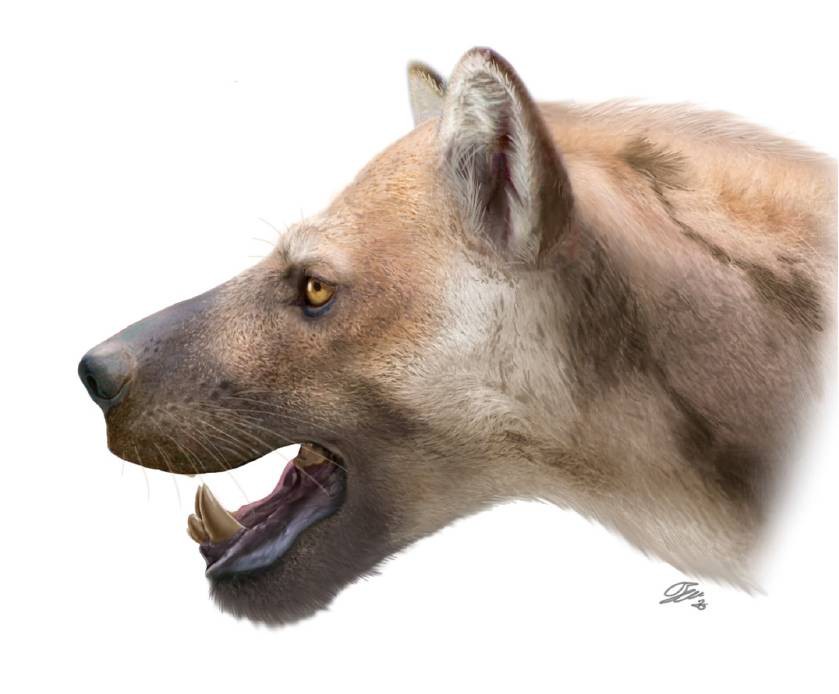 Recreación del aspecto en vida de la nueva especie / Oscar Sanisidro / Universidad de Alcalá