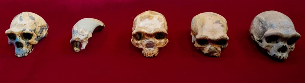 Vista de un cráneo del Hombre de Peking Man; uno de Maba; de Jinniusha, de Dali y de Harbin, expuestos con motivo del estudio comparativo llevado a cabo por un equipo multidisciplinar chino | EFE