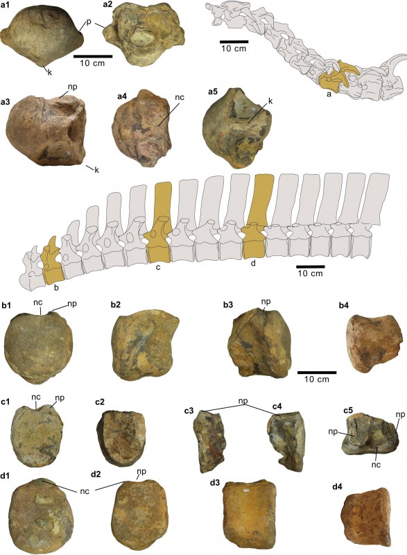 Algunas de los centros vertebrales cervicales y dorsales (color marrón) asignados a Iguanodon galvensis y su posición relativa en el cuello y “espalda” del dinosaurio