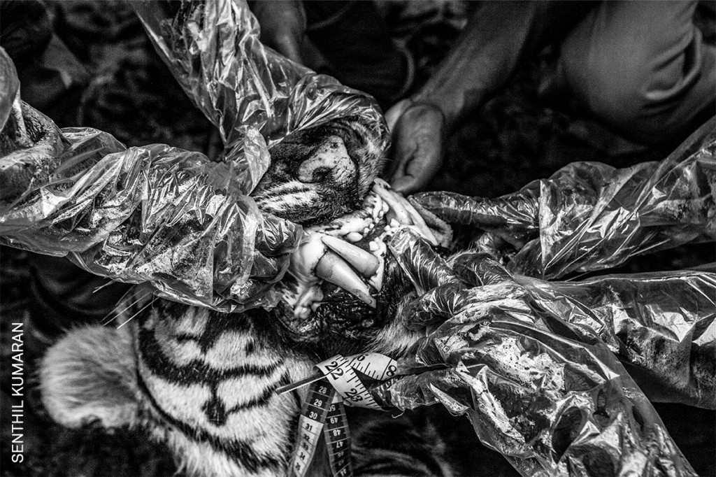 'Límites: conflicto humano-tigre' (© Senthil Kumaran): guardabosques indios practican un test post mortem a un tigre en busca de veneno.