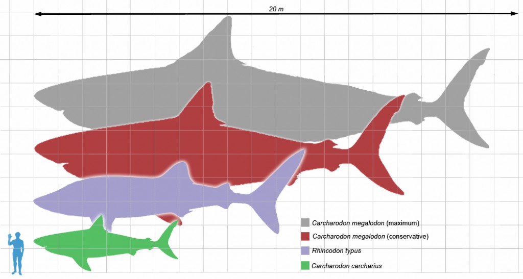 Comparativa entre distintas especies de tiburones y el ser humano.