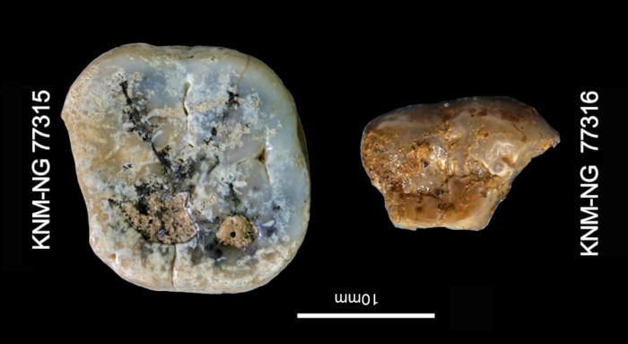 Molares de Paranthropus recuperados del sitio de Nyayanga. Foto: SE Bailey, Proyecto de Paleoantropología de la Península Homa