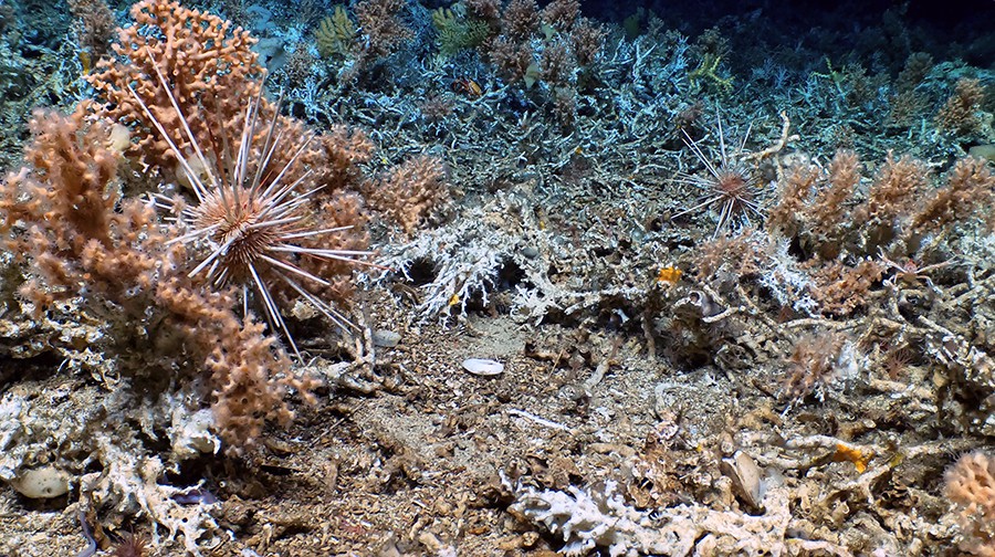 Erizo de mar sobre un coral vivo (izquierda) con coral fósil, la base del arrecife vivo en el fondo. Imagen cortesía de L. Robinson (U. Bristol), D. Fornari (WHOI), M. Taylor (U. Essex), D. Wanless (Boise State U.) NSF/NERC/HOV Alvin/WHOI MISO Facility, 2023 ©Woods Hole Oceanographic Institution.