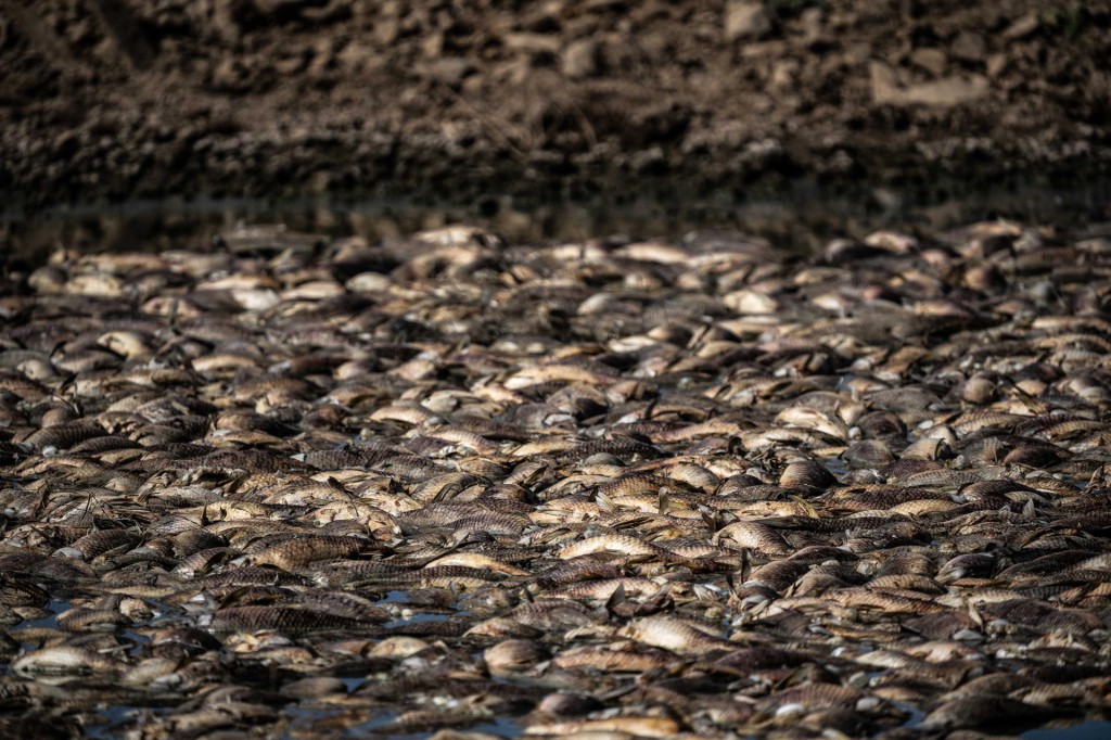 Numerosos peces muertos por la falta de oxígeno que ha provocado la bajada del nivel freático en el pantano de Sierra Boyera de la localidad cordobesa de Belmez debido a la larga sequia que azota el Valle del Guadiato. EFE/Rafa Alcaide