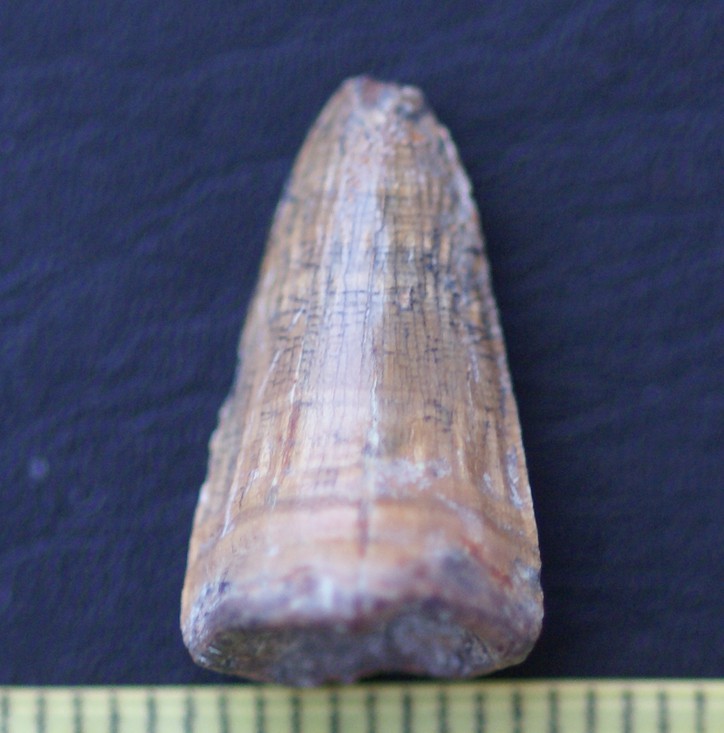 Diente de cocodrilo hallado en el yacimiento de Baza | IPHES-CERCA