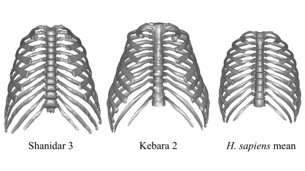 Comparación de las cajas torácicas de neandertales y Homo sapiens.