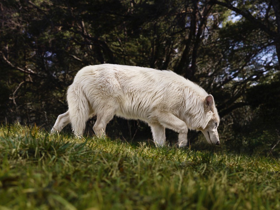 Colossal Biosciences
