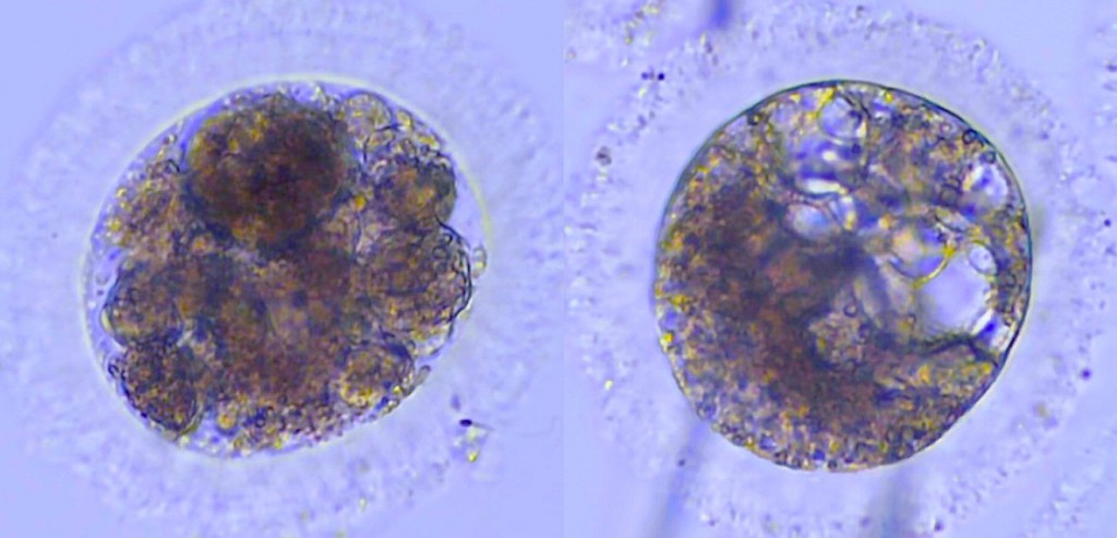 Embriones de lince ibérico producidos in vitro / UCM y CSIC