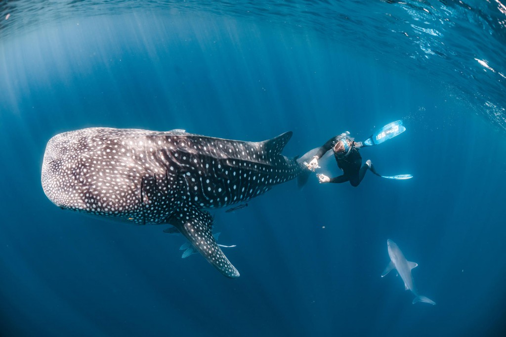 Fotografía tomada por el ecólogo marino Robert Harcourt que muestra al biólogo Michael Doane recogiendo una muestra de microbioma de un tiburón ballena. Foto: Efe
