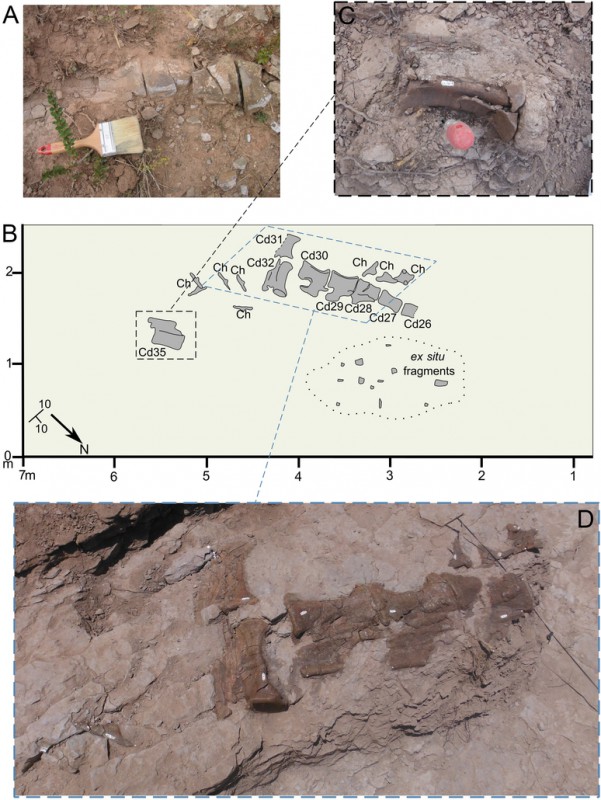 Fotografías y cartografía de algunos de los huesos del Diplodocus de El Castellar (Teruel, España) en el yacimiento La Tejería (obtenida de Sánchez-Fenollosa et al. 2026)