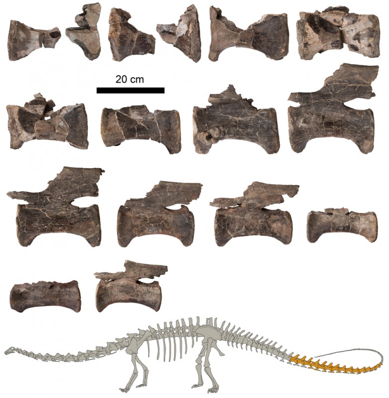 Vértebras de la cola del Diplodocus de El Castellar (Teruel, España) junto con una figura indicando en oscuro los fósiles estudiados.