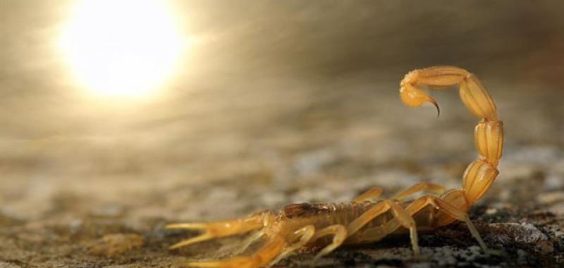 STINGER IN THE SUN