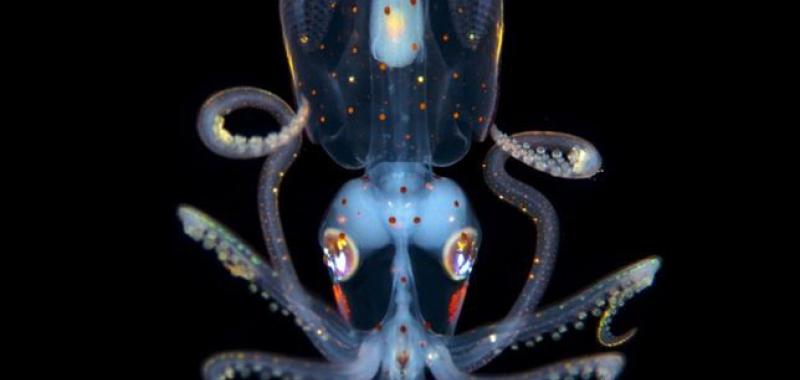 LITTLE SQUID 