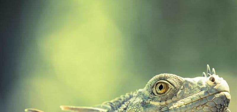GREEN DRAGON