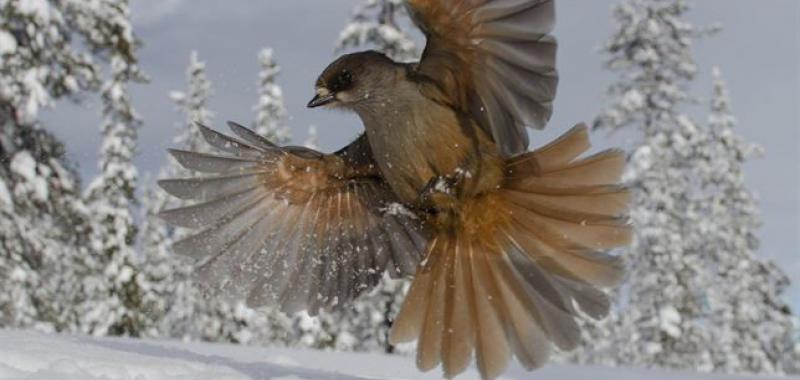 SNOWBIRD 