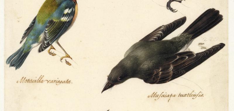  Estudios ornitológicos de cinco pájaros