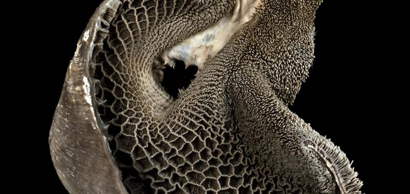 RETÍCULO DEL ESTÓMAGO DE UNA CABRA