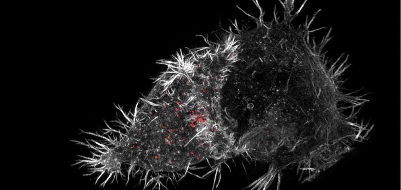 ESTRUCTURA EN 3D DE UNA CÉLULA NK (NATURAL KILLER) ATACANDO A OTRA
