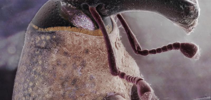 IMAGEN MICROSCÓPICA DE UN PICUDO ALGODONERO (ANTHONOMUS GRANDIS), UN INSECTO QUE SUPONE LA PRINCIPAL PLAGA DE LOS CULTIVOS DE ALGODÓN