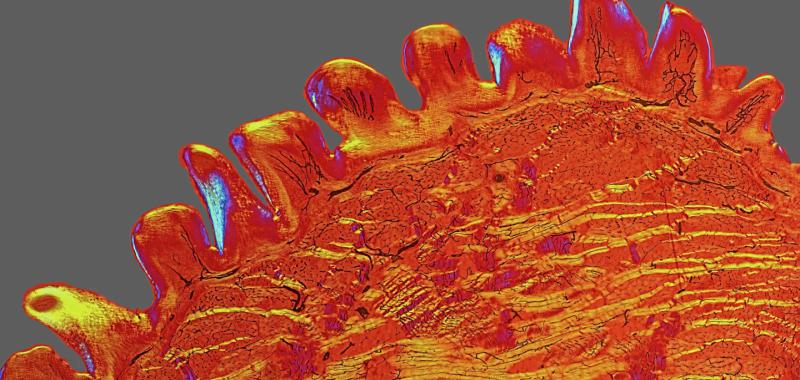 LA LENGUA DE UN GATO FOTOGRAFIADA CON UN MICROSCOPIO ÓPTICO