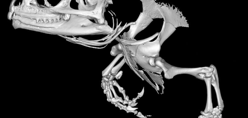 RECONSTRUCCIÓN EN 3D DE UN ESQUELETO DE TUÁTARA, UN REPTIL EN PELIGRO DE EXTINCIÓN QUE ACTUALMENTE SÓLO VIVE EN NUEVA ZELANDA 