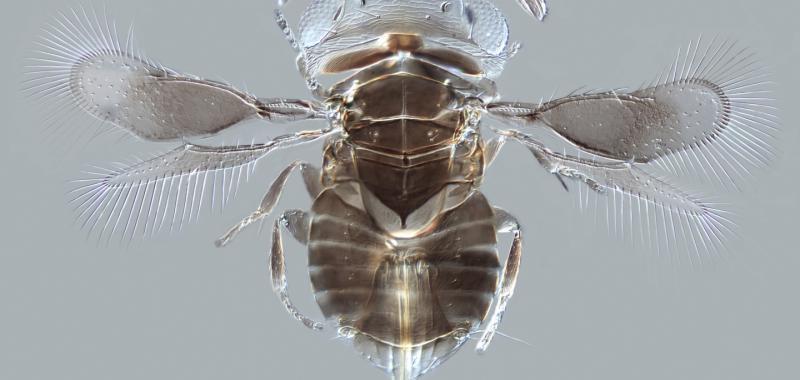 WALLACEAPHYTIS KIKIAE, UNA AVISPA PARASITARIA DE APENAS 0,75 MILÍMETROS DE LARGO, VISTA POR UN MICROSCOPIO ÓPTICO