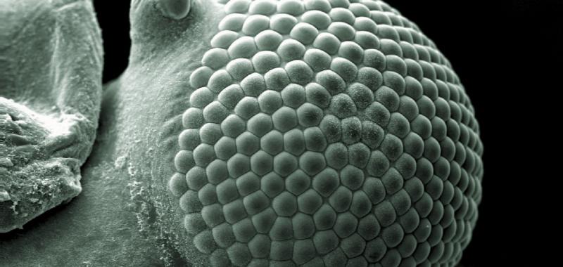 MICROGRAFÍA DEL OJO DEL UN PULGÓN