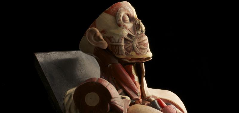 MODELO ANATÓMICO ANTIGUO PARA ESTUDIANTES DE MEDICINA