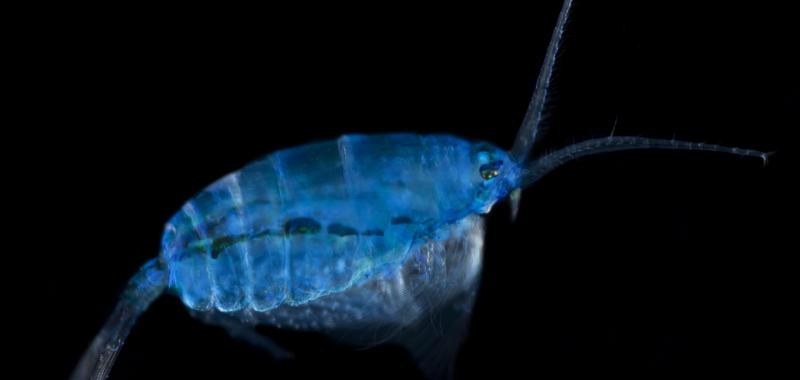  Copepod azul, tomada en el océano Pacífico sur
