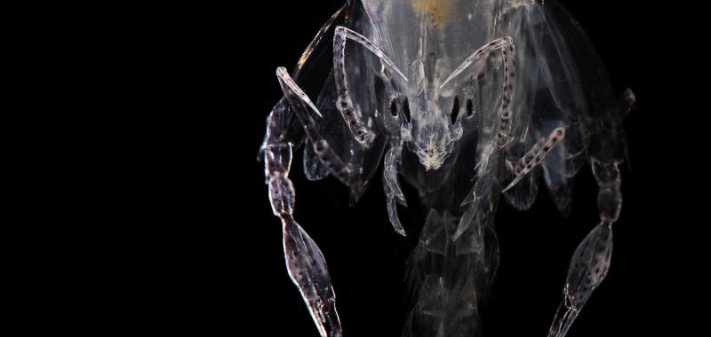Phronima Amphipod, tomada en el océano Pacífico norte