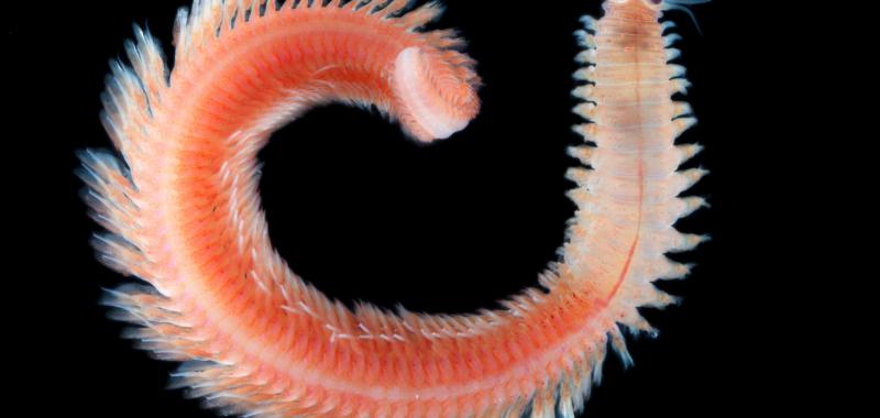 Platynereis Dumereii, tomada en el océano Pacífico sur 