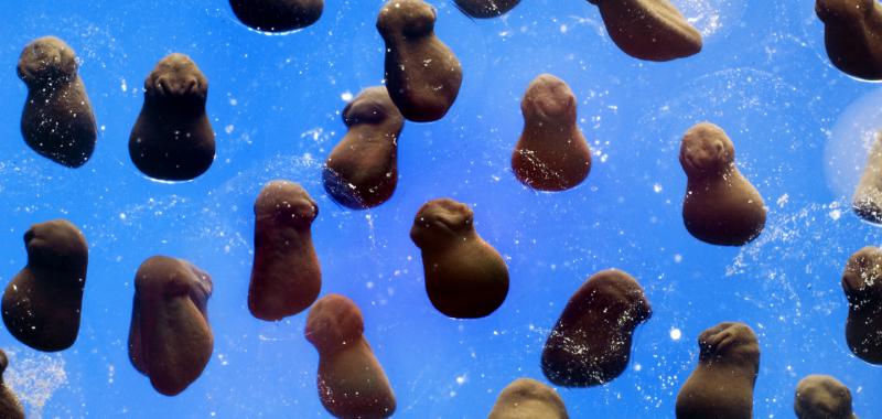 Accésit categoría general: La primera sonrisa