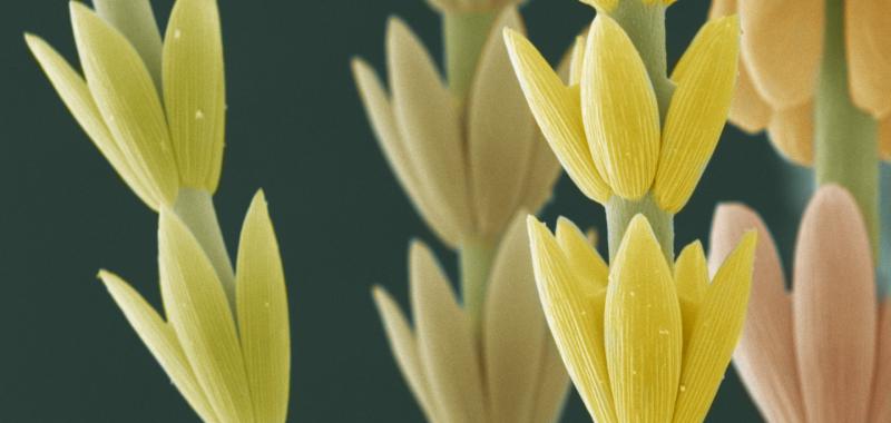 Accésit categoría micro: Vello