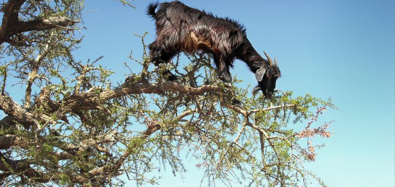 Premio 'Instituto de Agricultura Sostenible': Recolectoras de argán