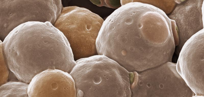 Premio 'Instituto de Agroquímica y Tecnología de Alimentos':  En la cerveza